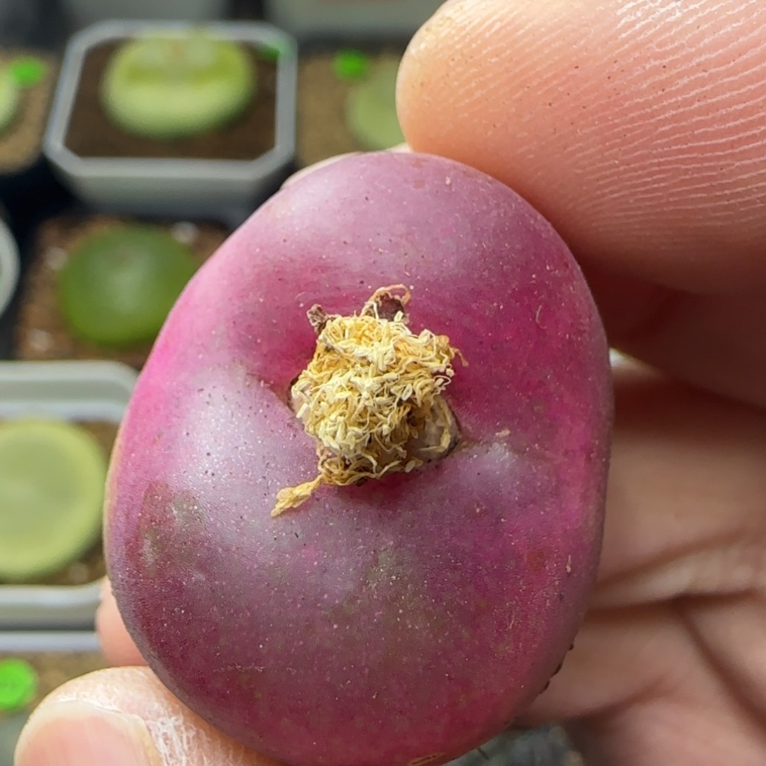 漂漂亮亮多肉植物293