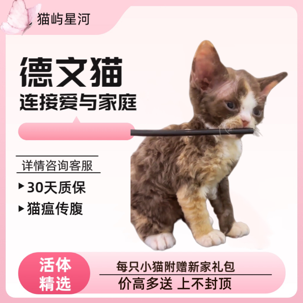 德文卷毛猫咖三花正开脸妹妹幼猫