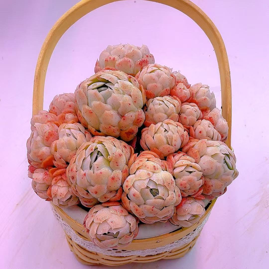 汐缘家 花篮多肉贝瑞【种好发货】多肉植物 皮实 好养