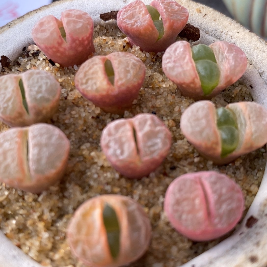 日系原株风铃一颗