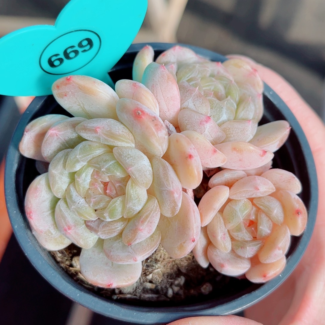 669号小老桩白恋群