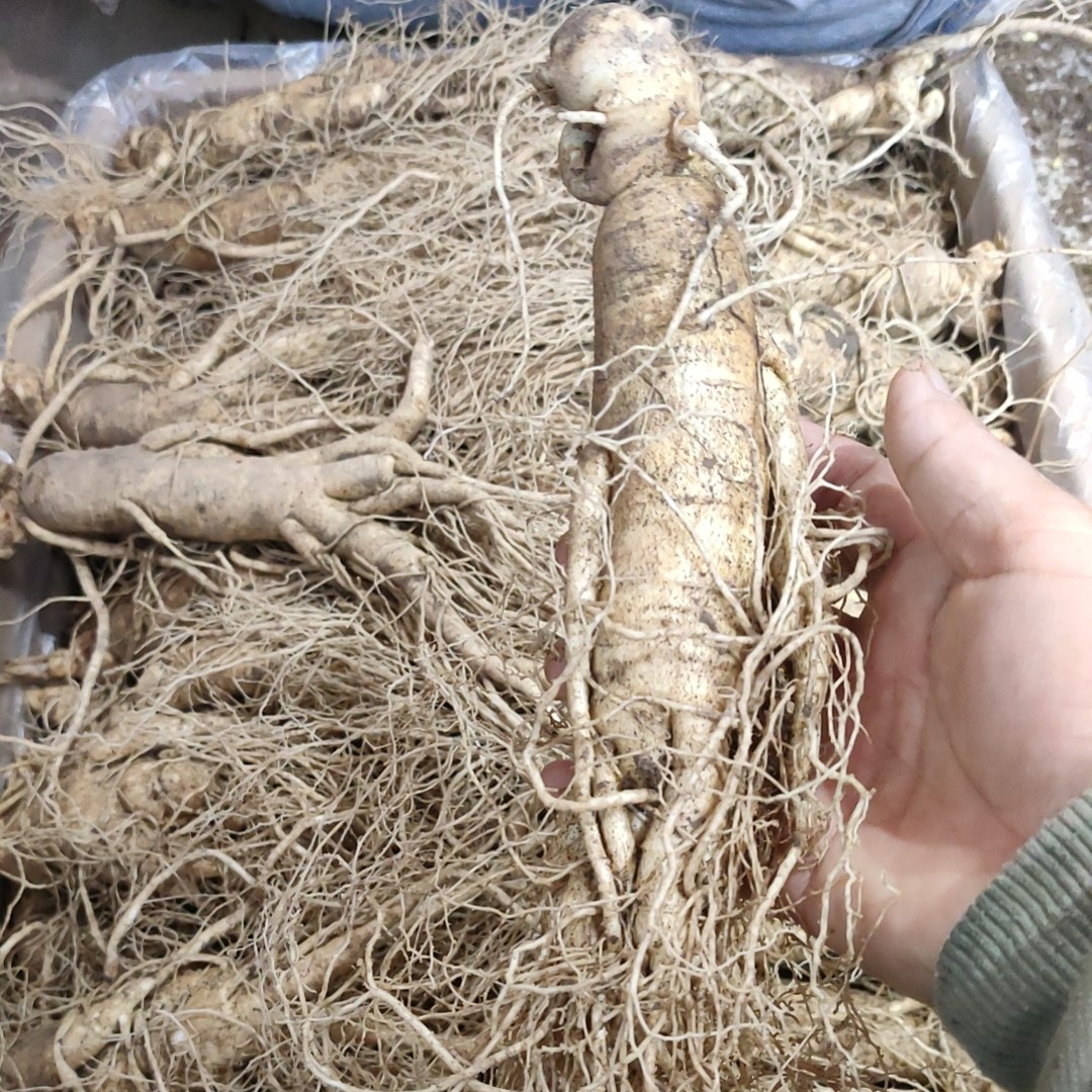 长白山刚出土的各种规格新鲜人参
