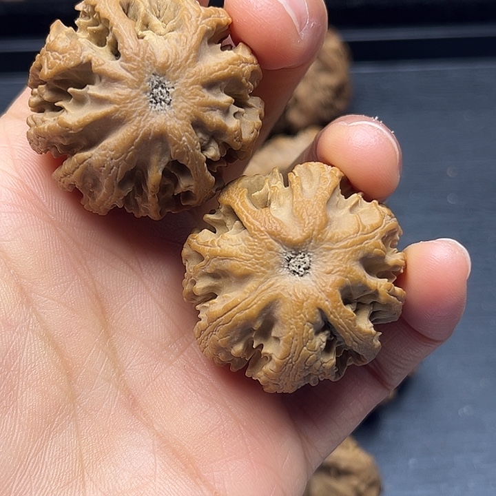 木质类秦岭突突突突突突突