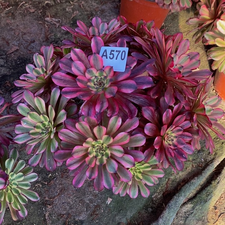 月蝉多肉植物570