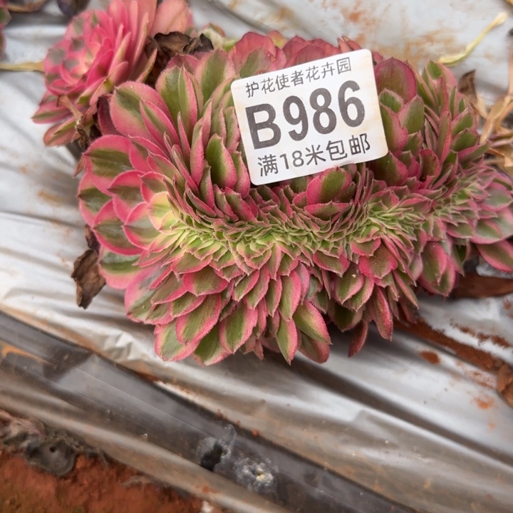 多肉 荔枝缀化多肉法师