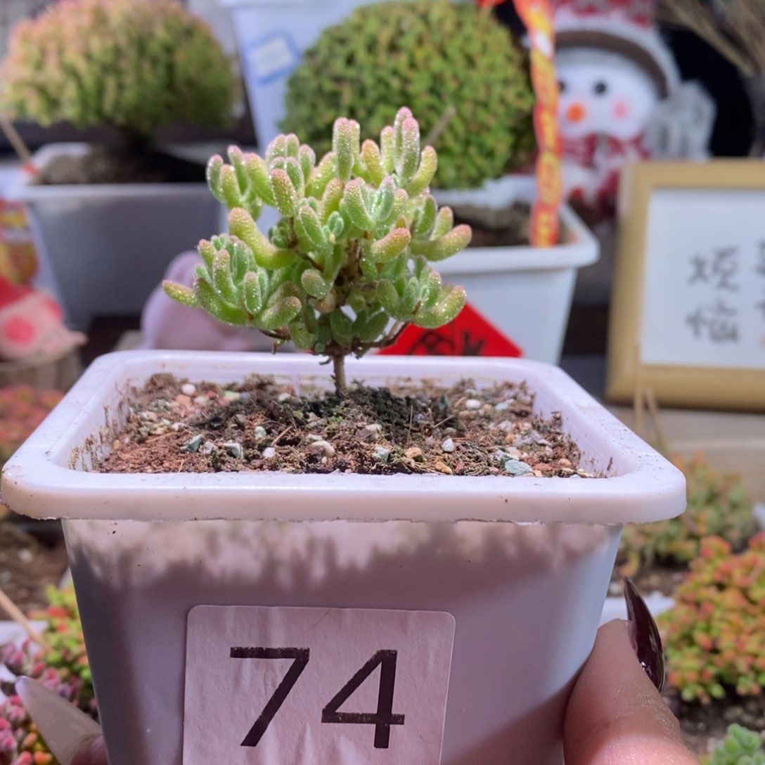 冰晶杂橙一物一拍带盆土发货