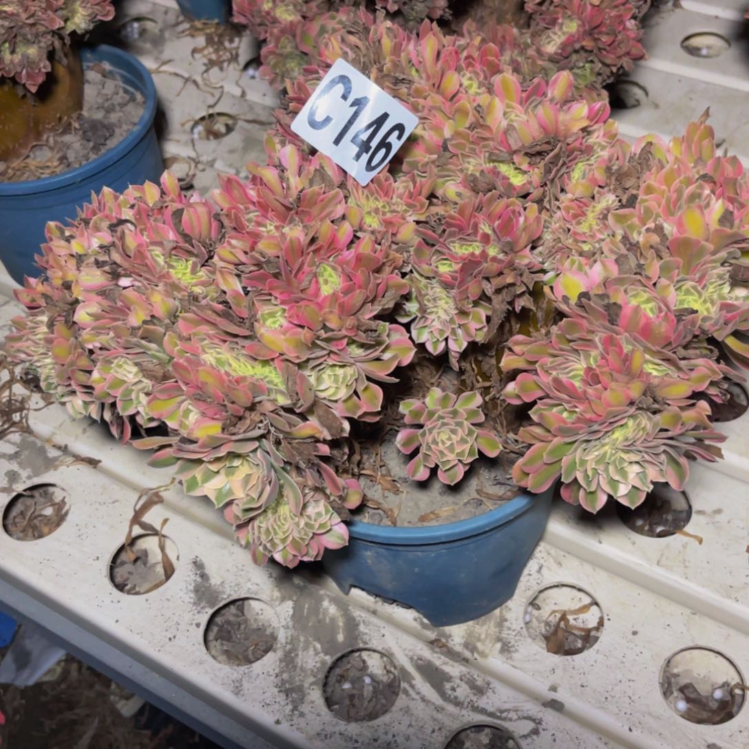 女巫法师7—/-18包邮