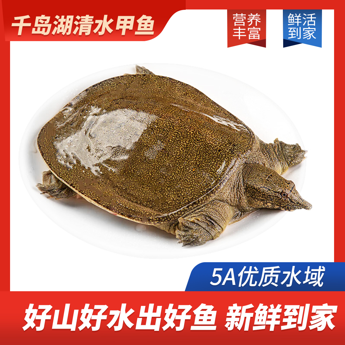 【清水甲鱼】千岛湖生态养殖清炖清蒸爆炒红烧甲鱼整只鲜活发货