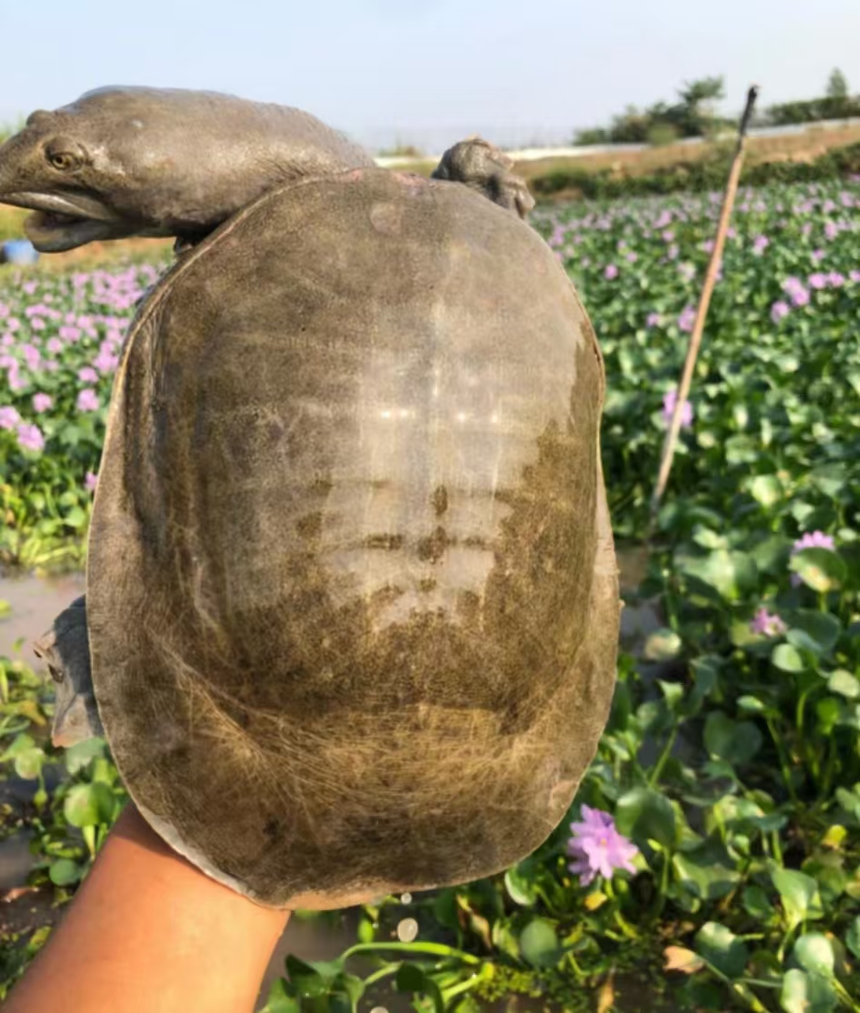 【直播间现挑现卖1】湖北甲鱼外塘生猛鲜活甲鱼 现抓现发 包活到家