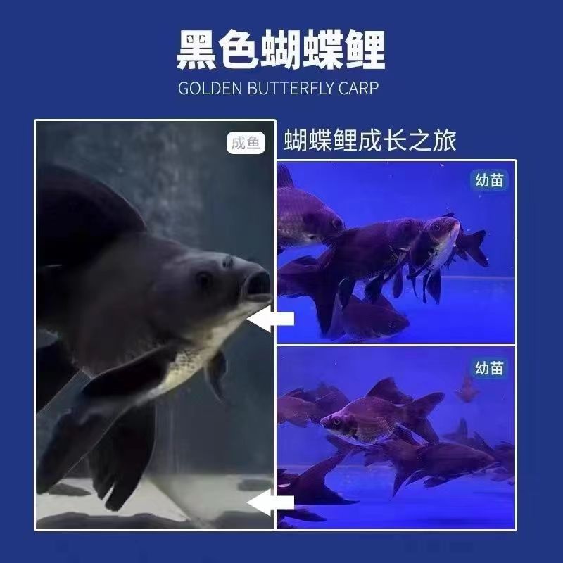 精品13-15墨蝶纯种蝴蝶鲤观赏鱼大鳍大尾冷水好养耐活