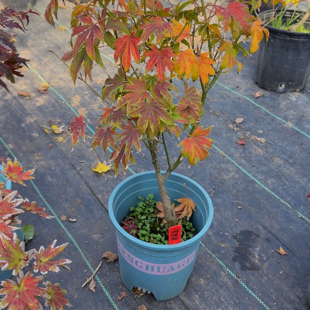 无花朵各种各样的品种枫叶