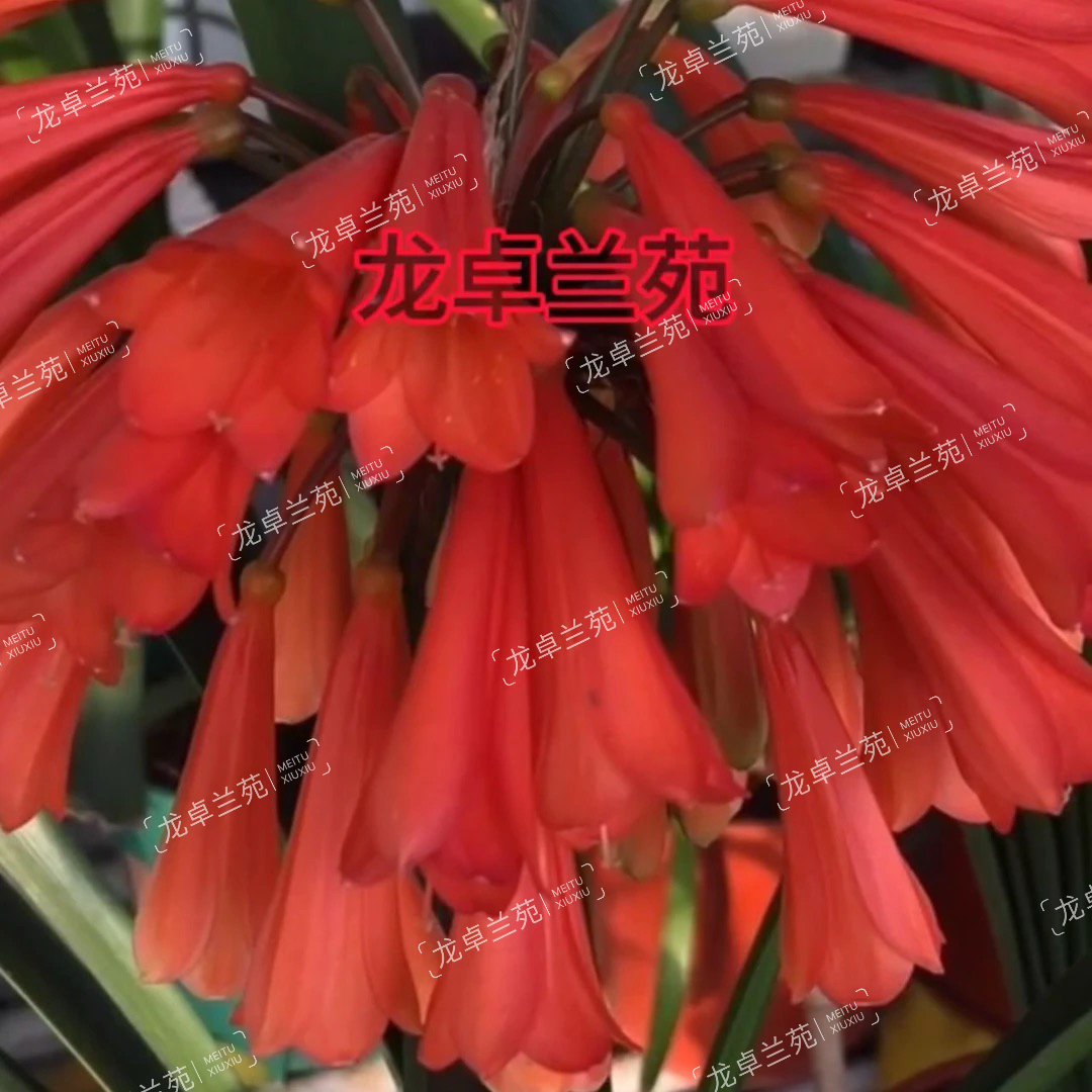 奇异串君子兰垂花大花