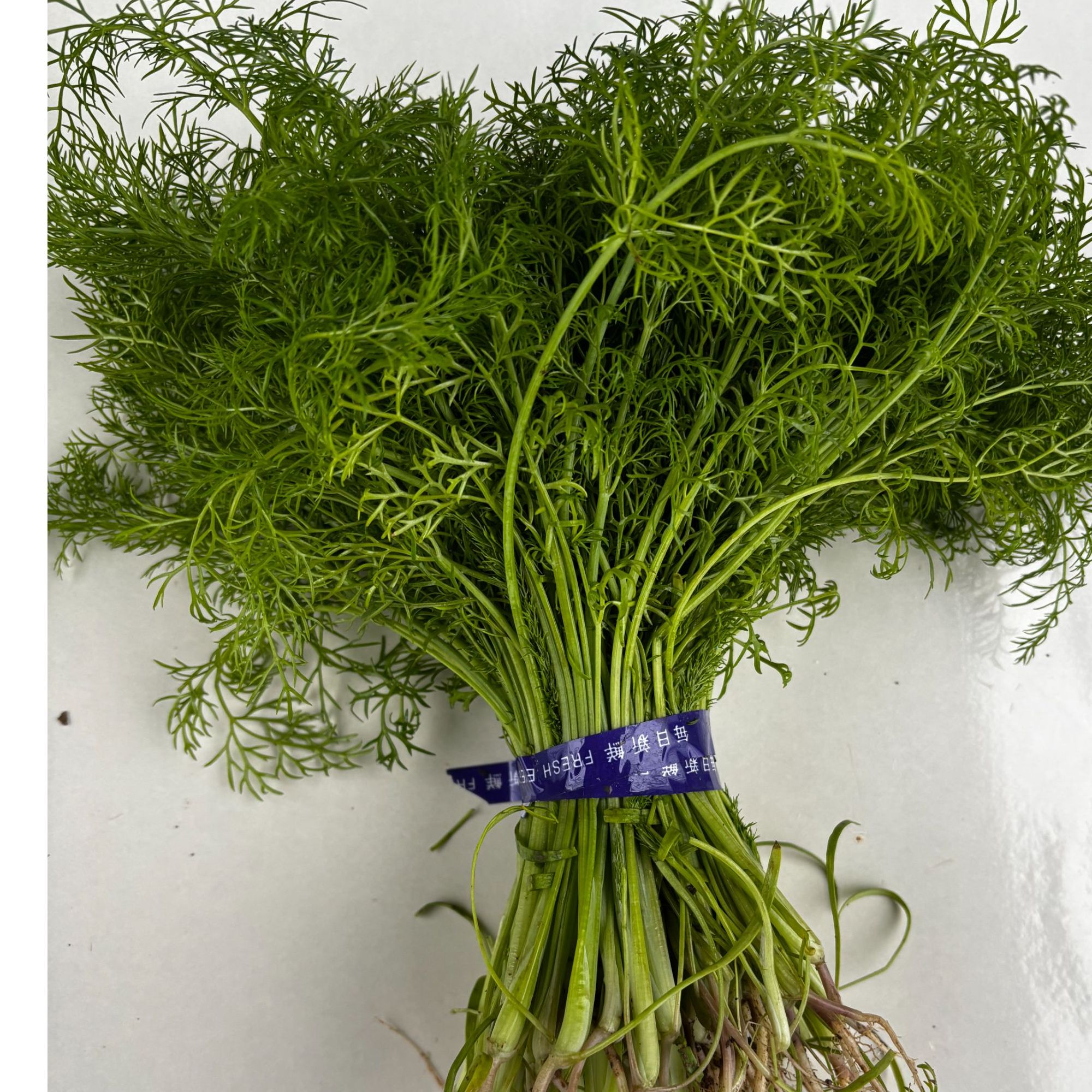 饺子馅 鲜嫩小茴香 天津本地现拔茴香京东包邮