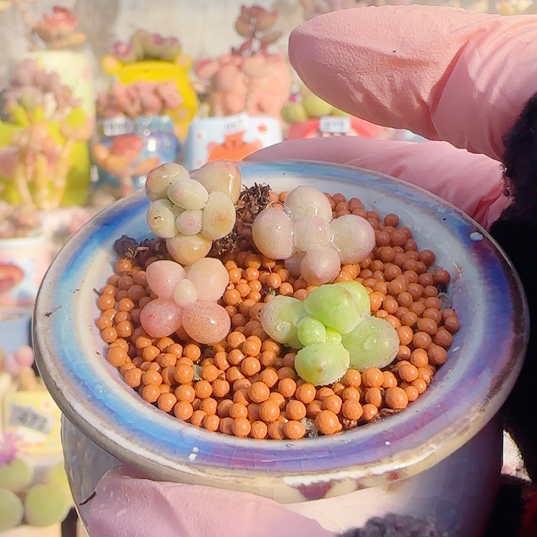 大***耳L 奶酪组合 带盆 芒果换彩虹奶