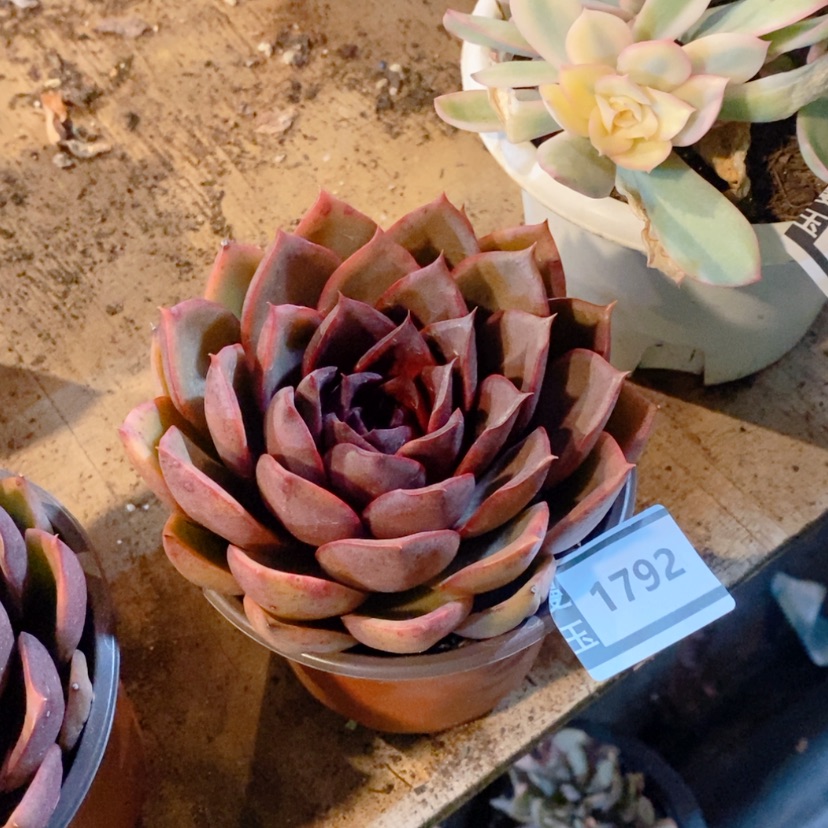 【闪购商品】红灯1792