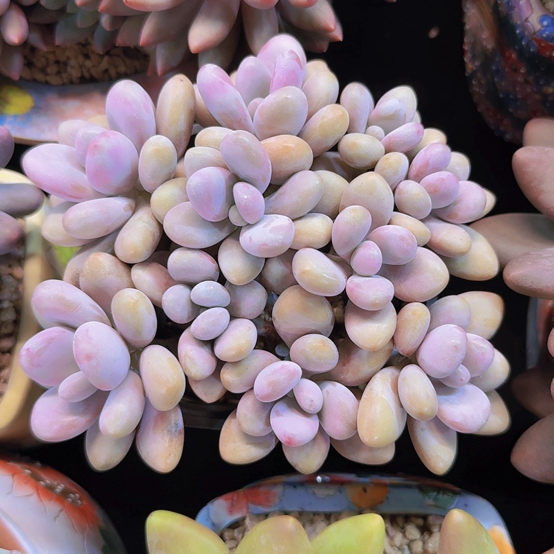 桃蛋老桩一物一拍多肉