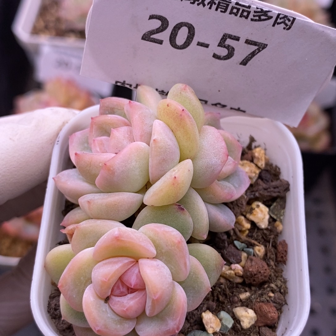 【闪购商品】20-57刚毅