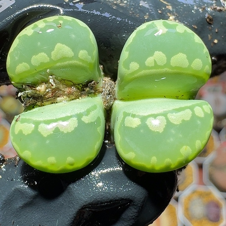 生石花1111111。  185