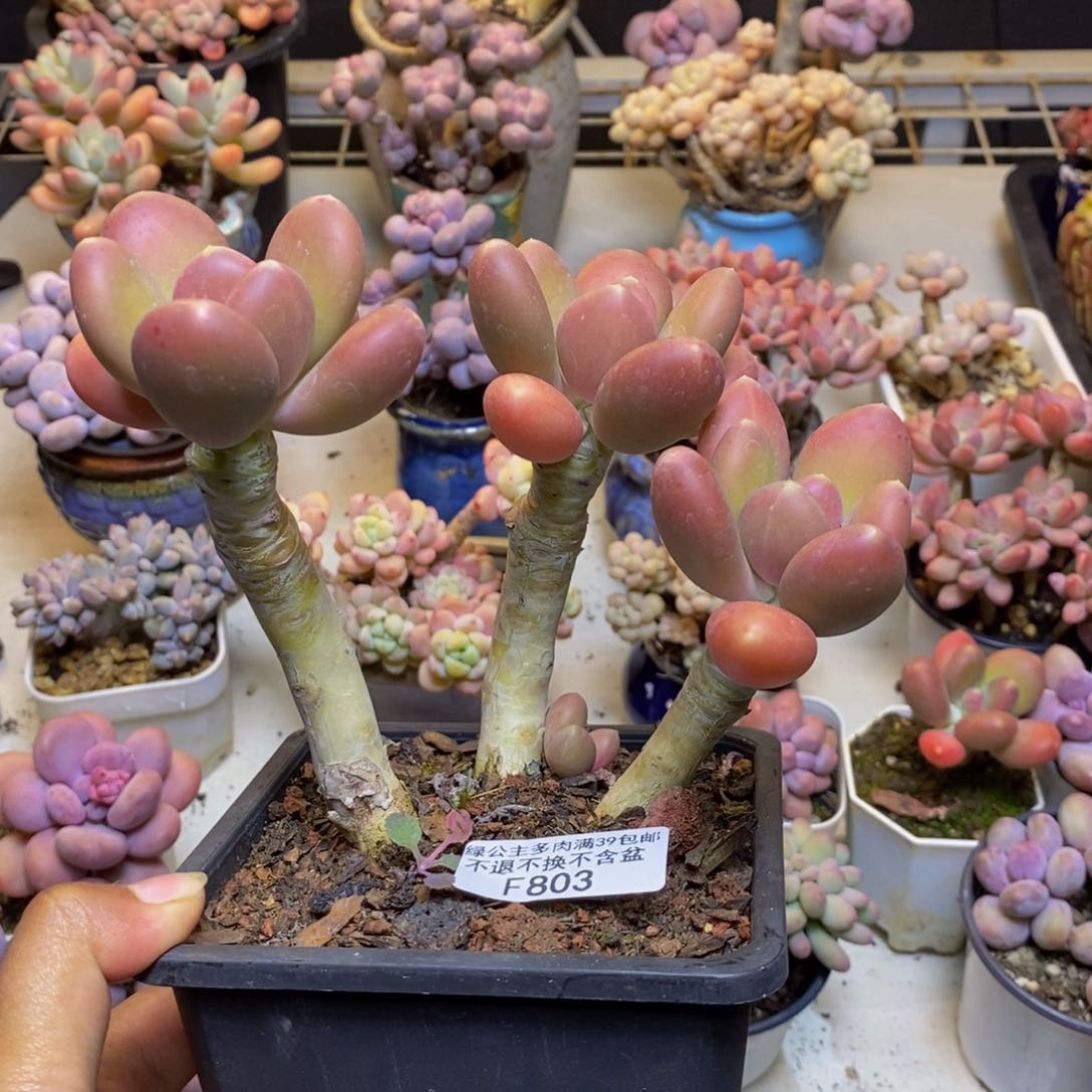 803金蟾多肉整15cm