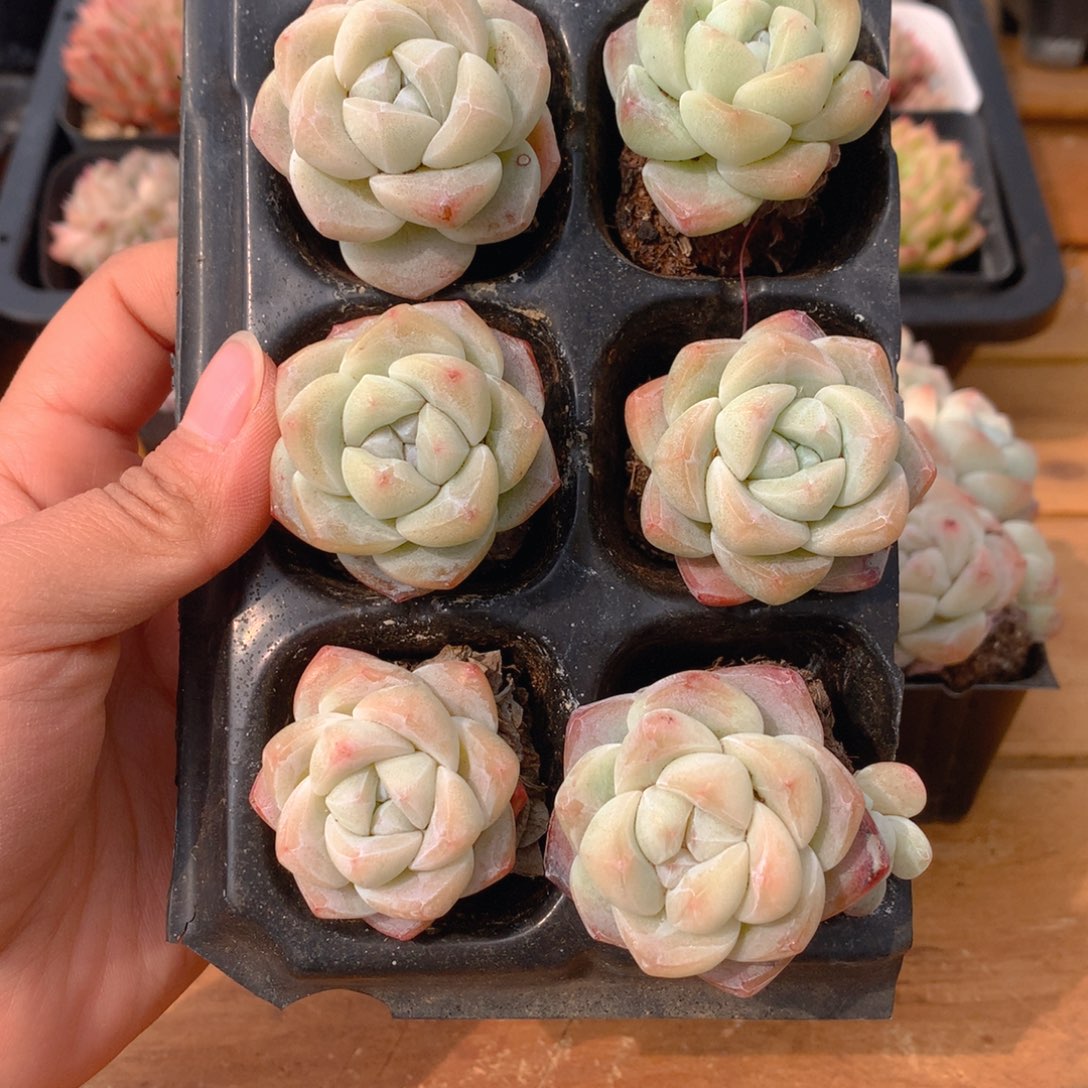 精品冰玉小单头组合一物一拍