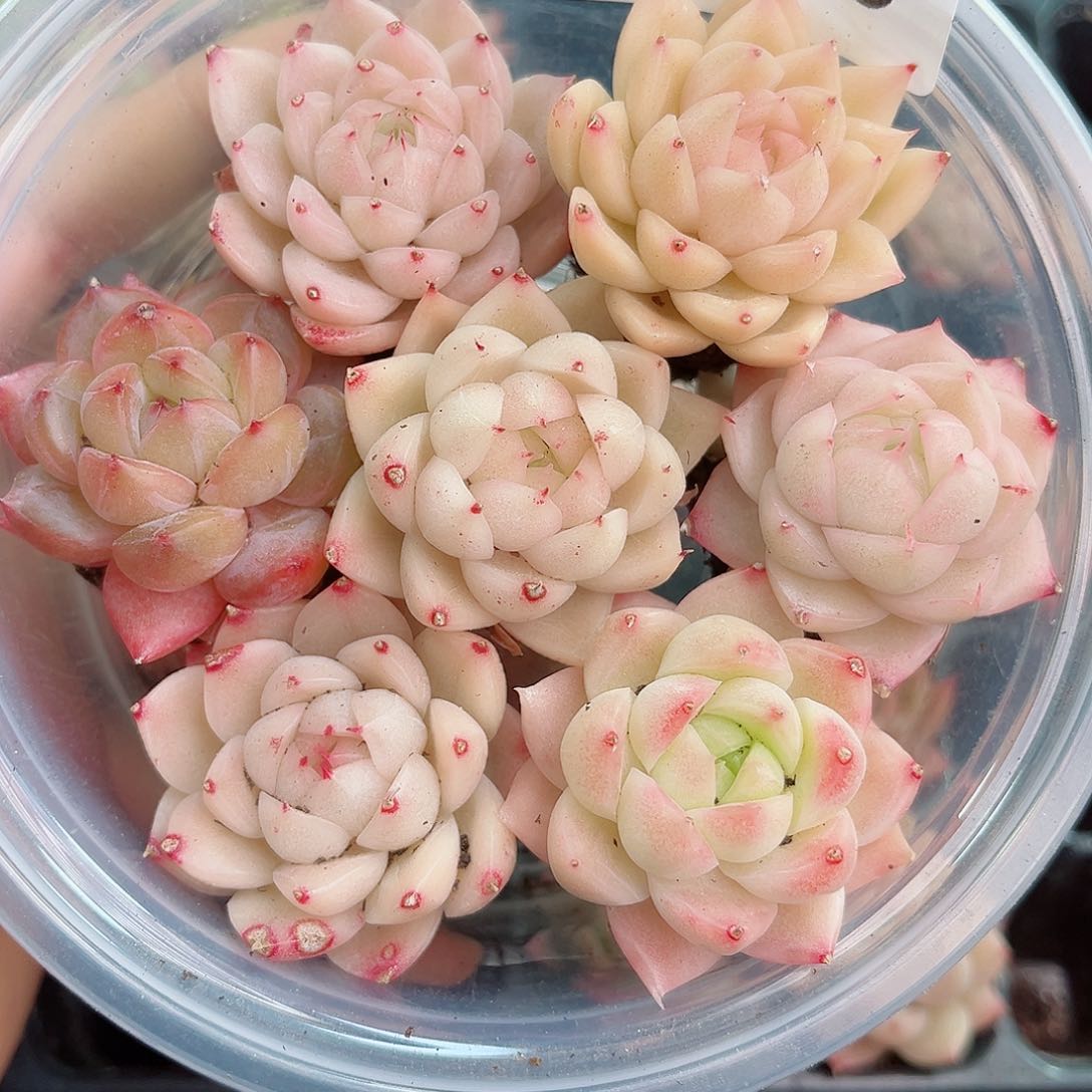 1-185 新疆西藏内蒙不发 12.8包邮2-3公分多肉