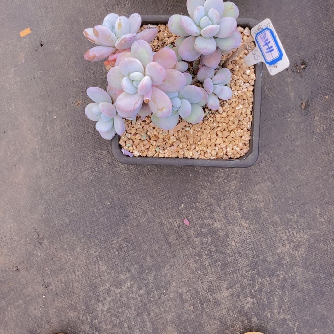 鑫***发2411雪美人群一颗