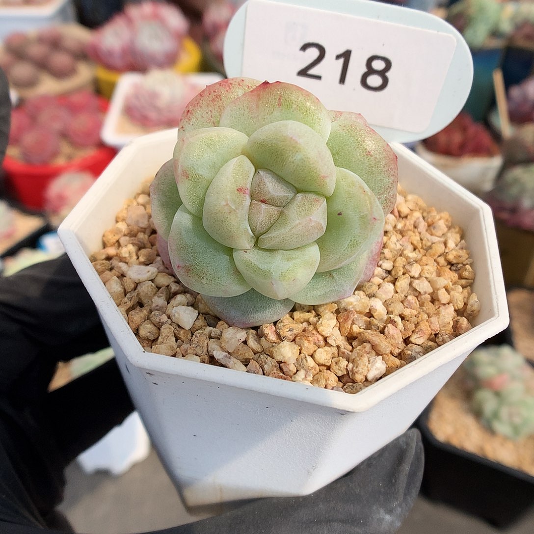 218 冰玉石化多肉