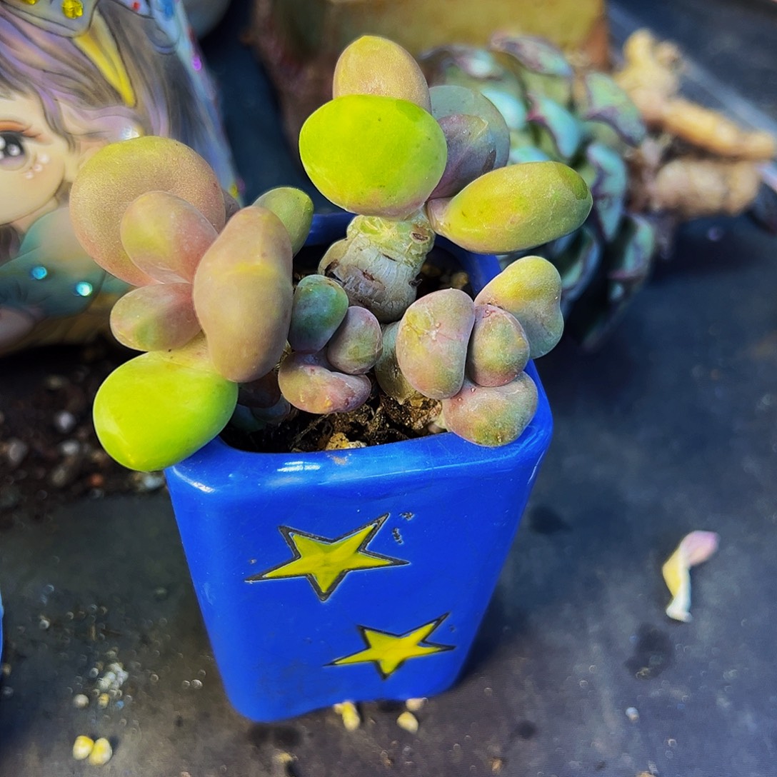运***乐芒果奶多肉植物一颗带盆