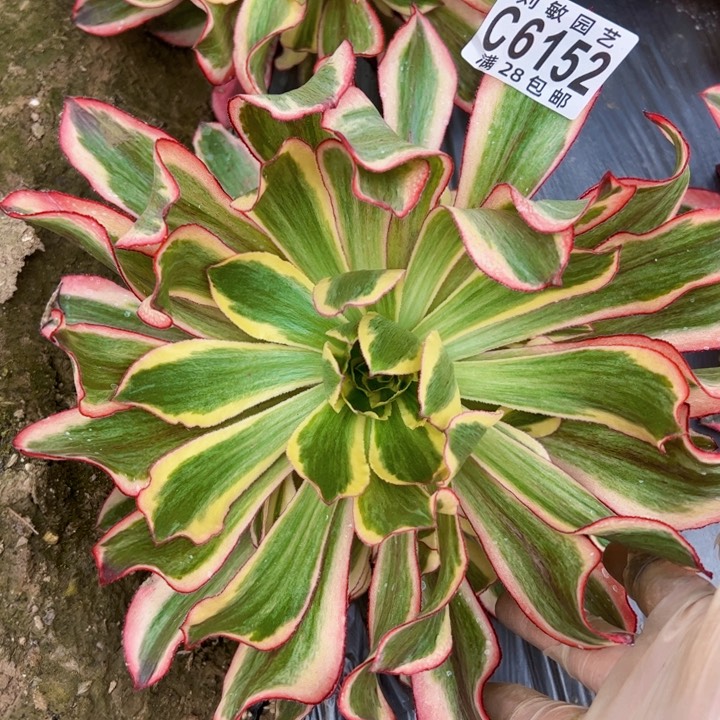 魅影多肉植物法师6152