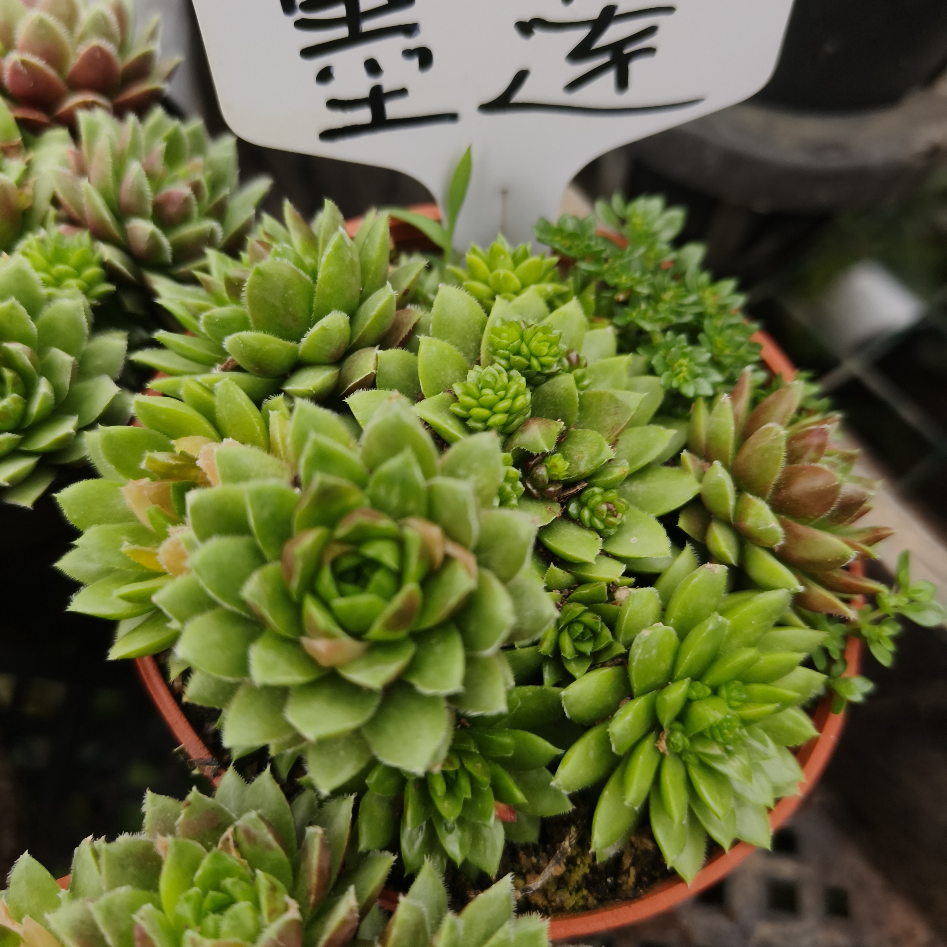 异花园  墨莲多肉    精品老桩批发基地  室内室外清新绿植
