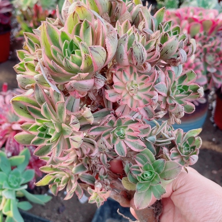 840青莲根少多肉11234578