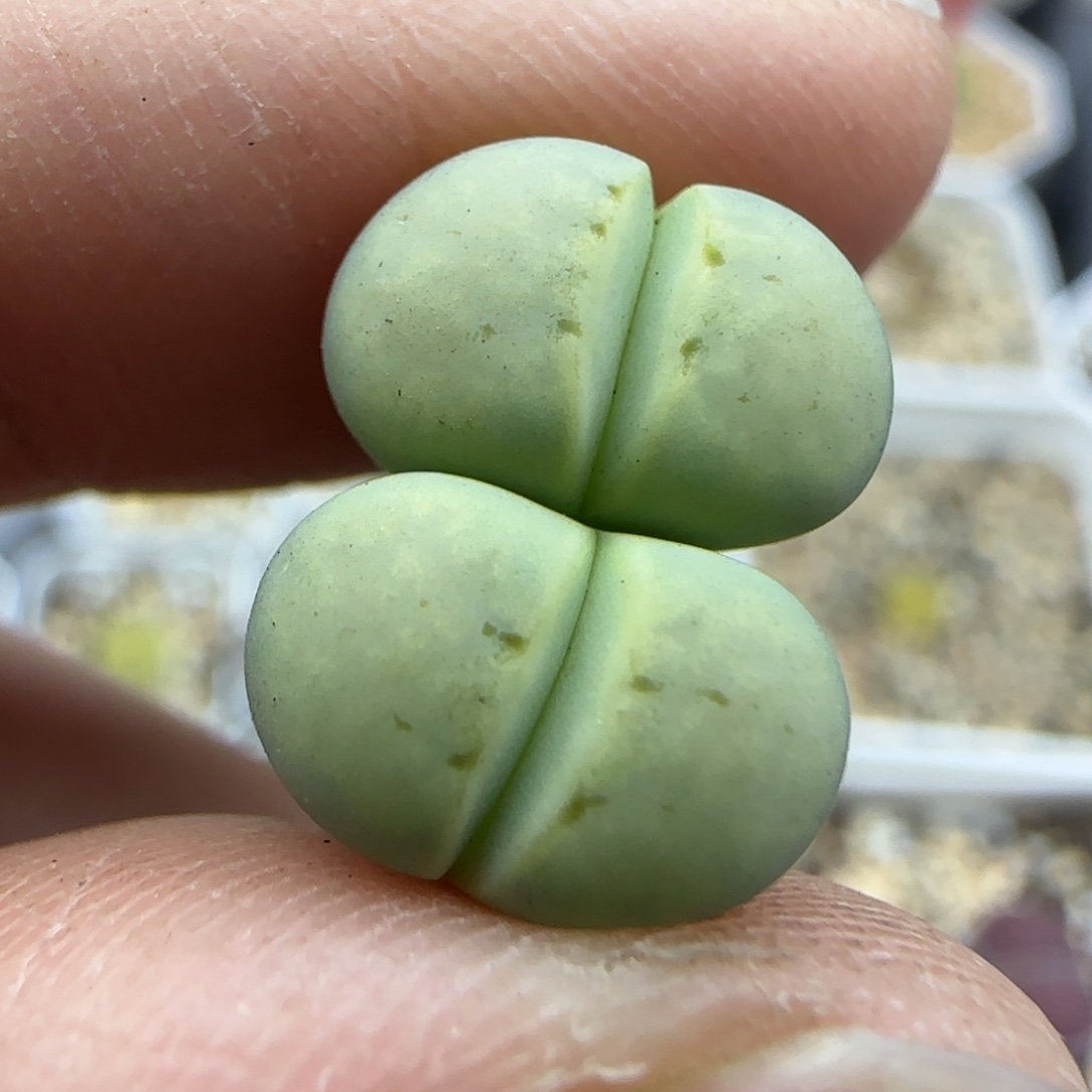 758 清框福利30包邮