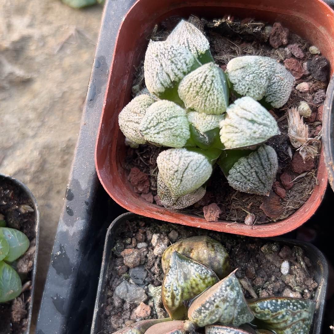 多摸摸哦哦哦营养液我的