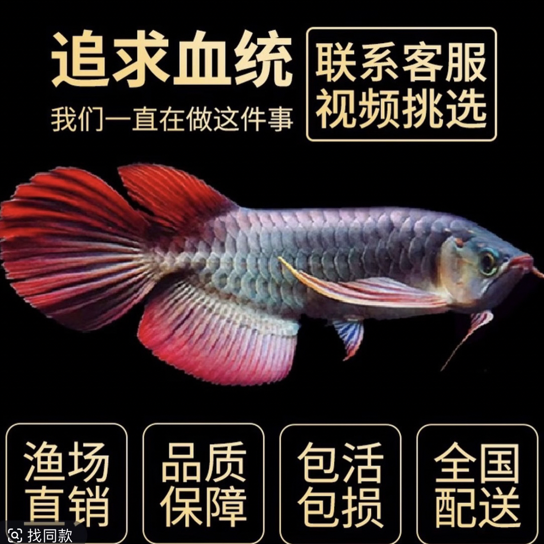 进口高血统练手小红龙活鱼证书芯片齐全