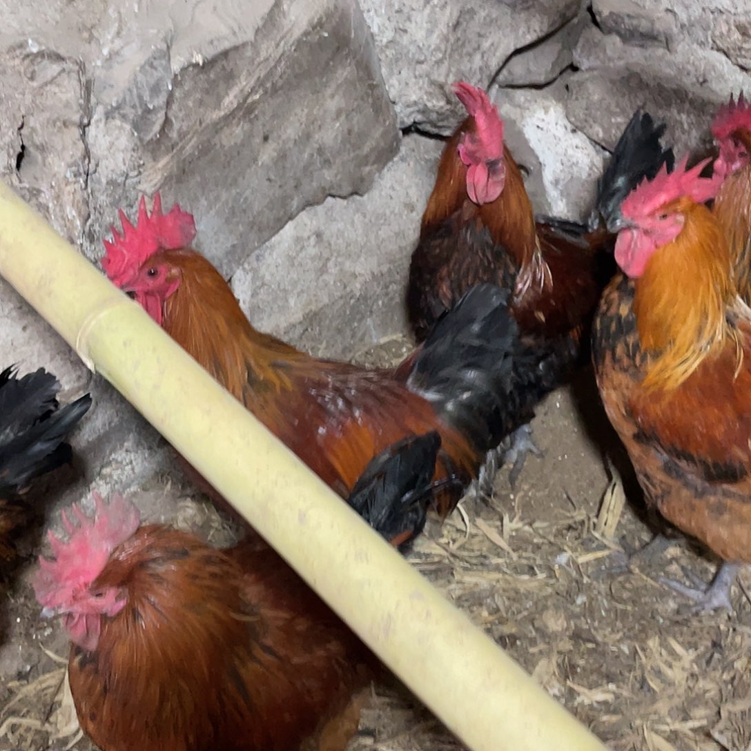 30天中国大陆食用农产品毛脚公鸡一只