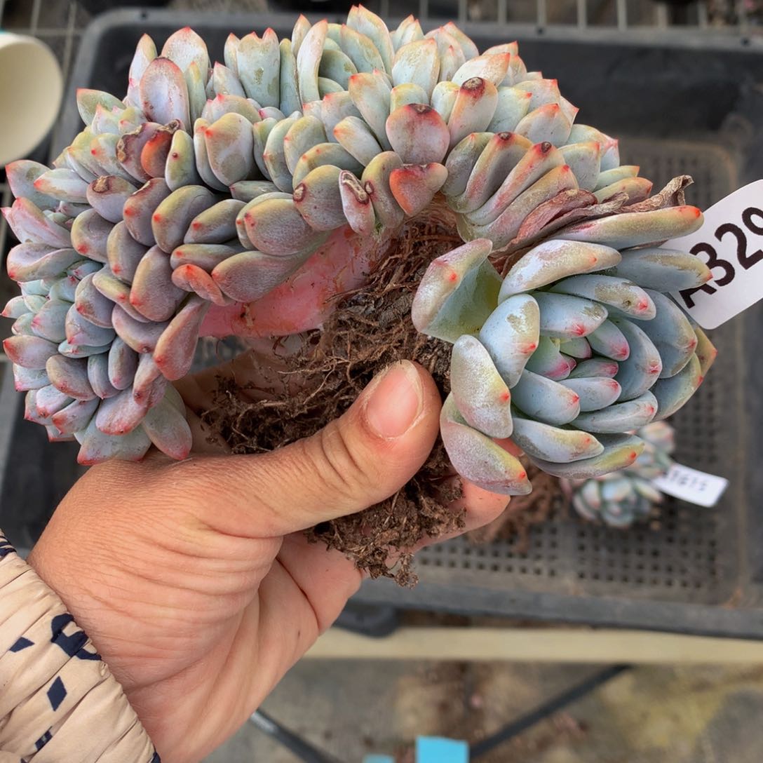 329缀嗯嗯嗯我想去一