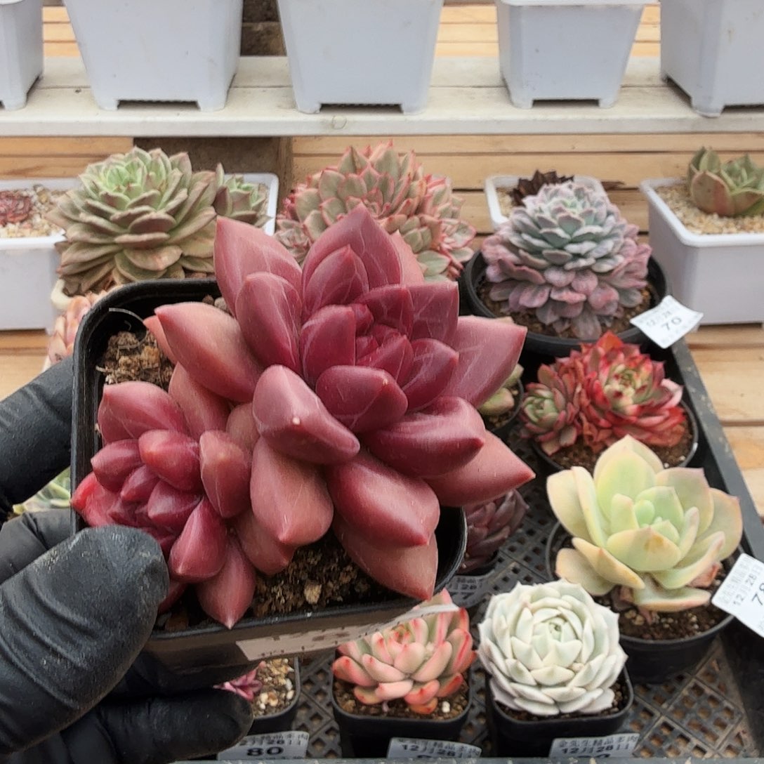 1228-83迷雾泡泡双头