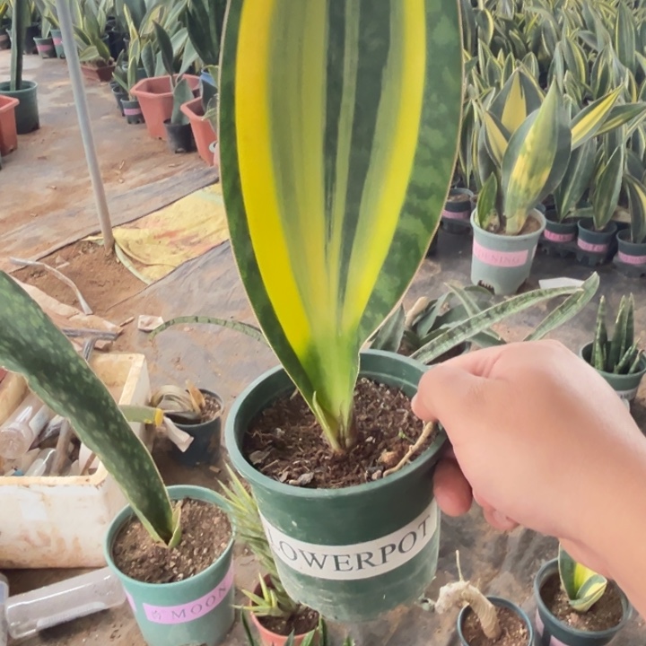 完全开放宝镜虎皮兰带盆