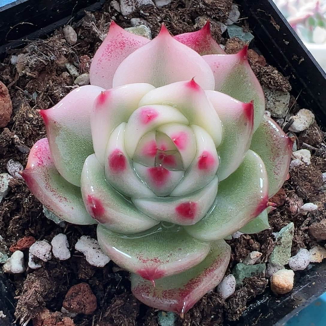 吉娃娃锦，多肉植物