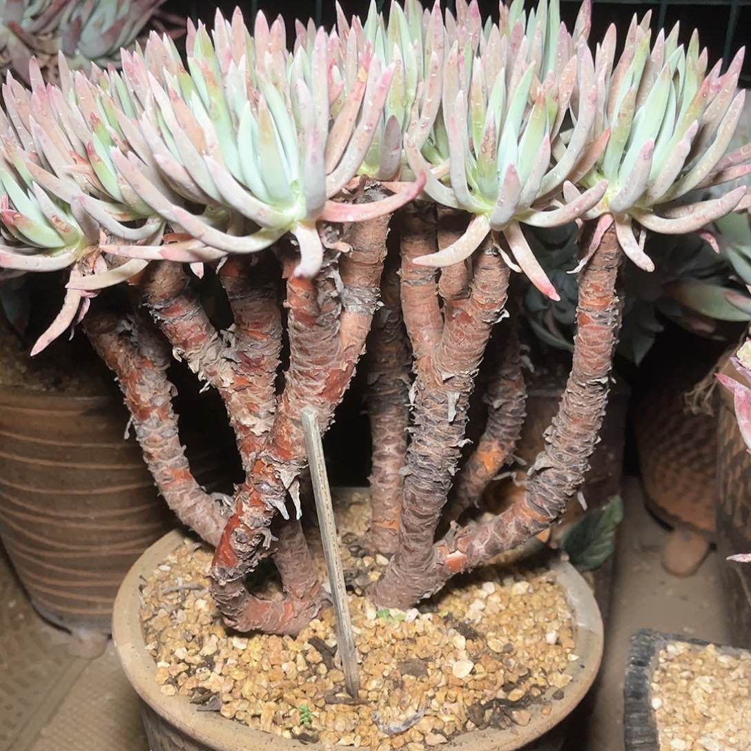 6762爱度里斯仙女杯多肉