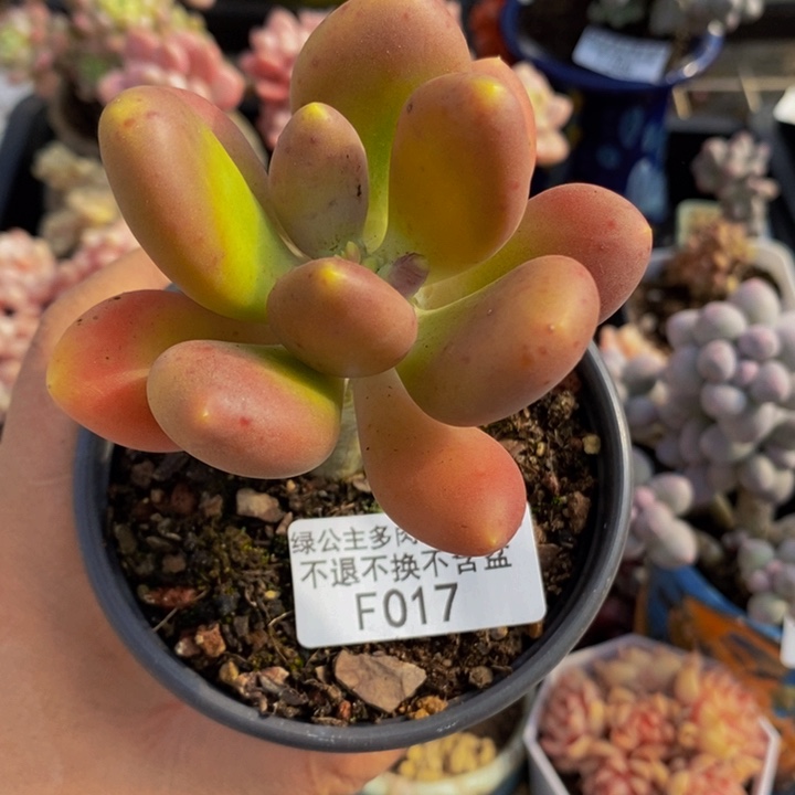 金蝉单头017多肉植物