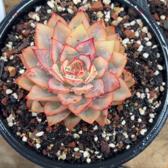 月光女神锦 夏鸣园艺