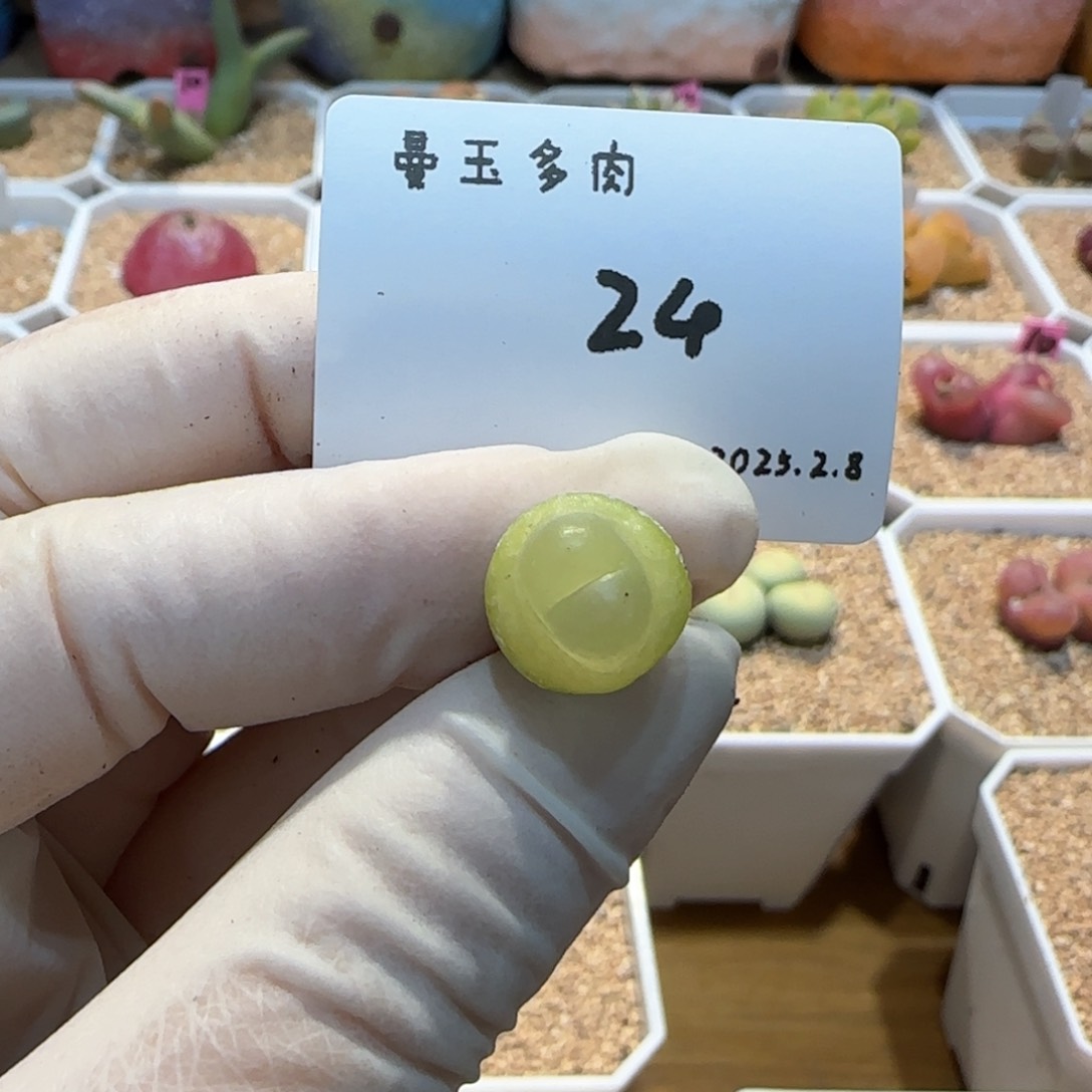 ?****?多肉多肉多肉2.8-024