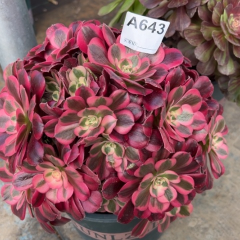 643美杜莎25厘米左右