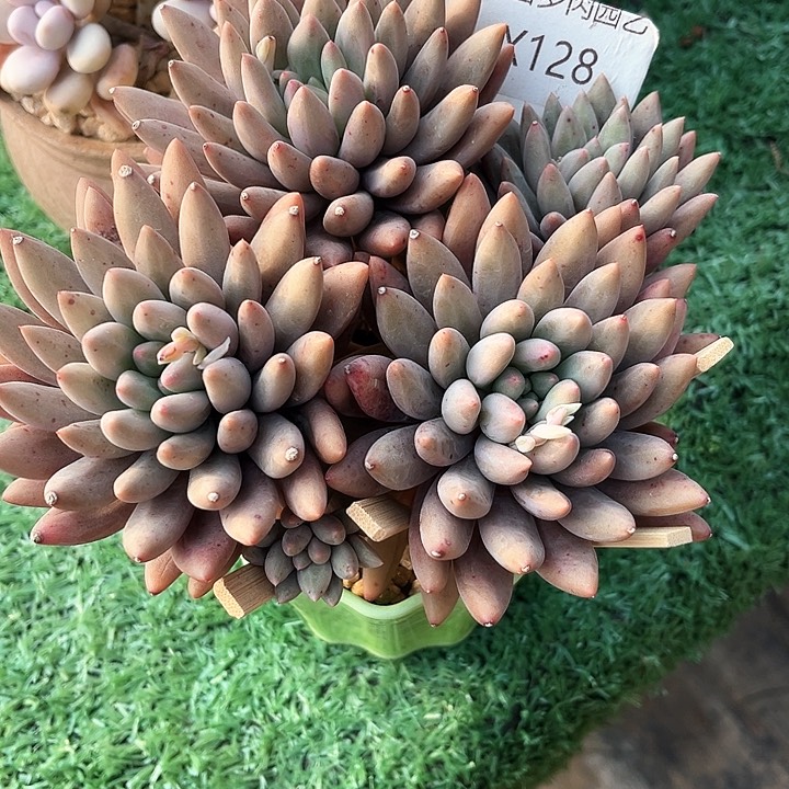 秋**雪我是第一百个为妖刀应援的阴阳桃花