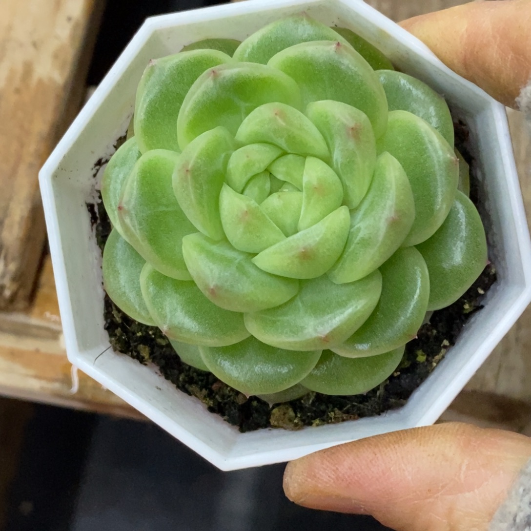 精品多肉一物一拍不包整242