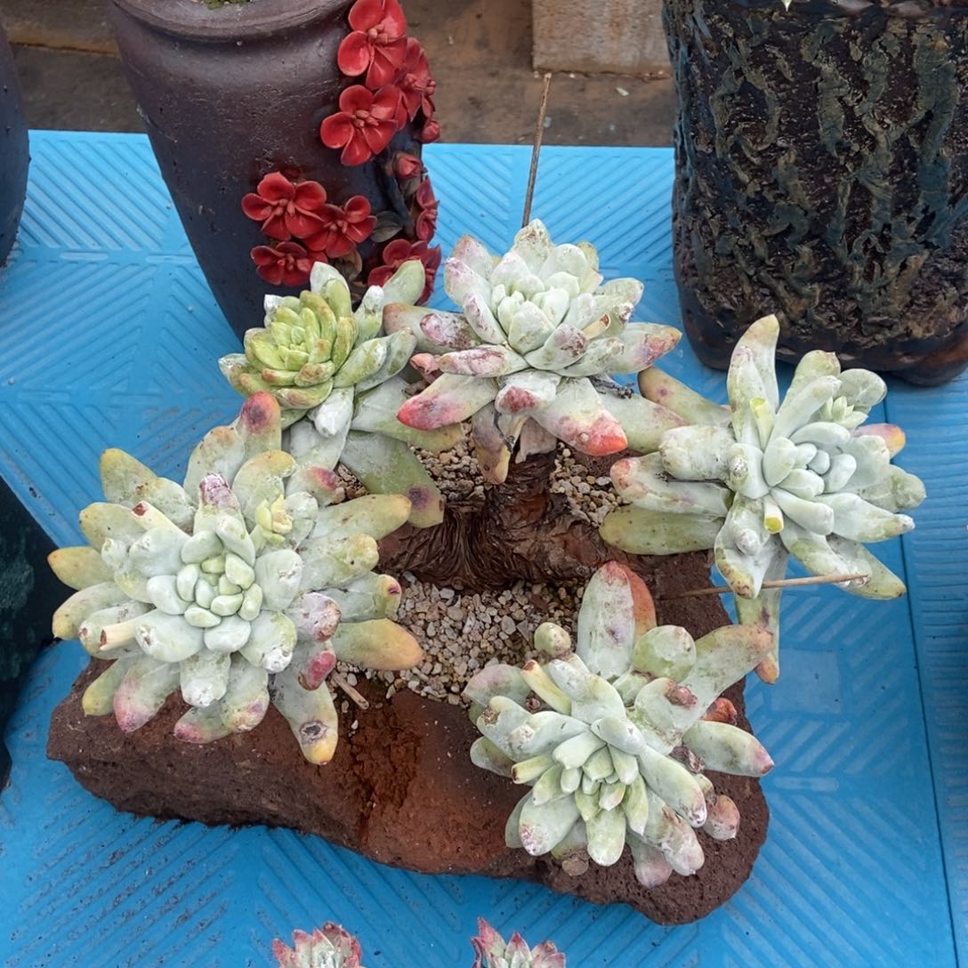 拇指多肉植物啦啦啦