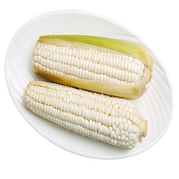 白糯玉米白糯玉米贵州省