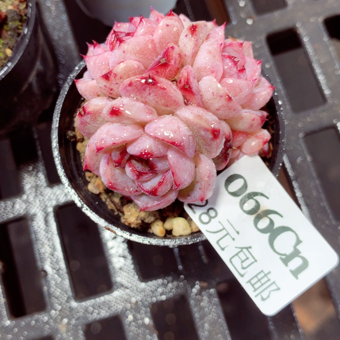 5厘米盆精控多肉066