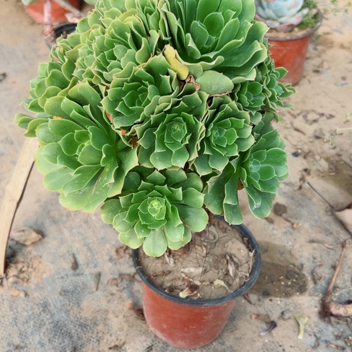 367绿羊绒多肉zhiw